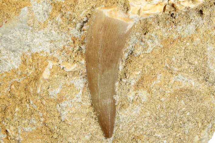 Fossil Plesiosaur (Zarafasaura) Tooth in Rock - Morocco #273656